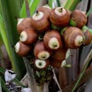 روغن باباسو: کاربردها و فواید